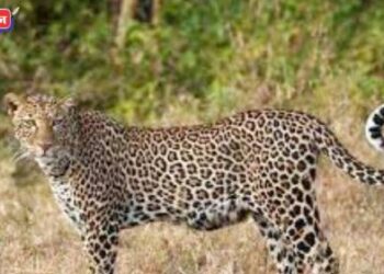 वासराचे प्राण वाचवत सालदाराने बिबट्याला पळविले