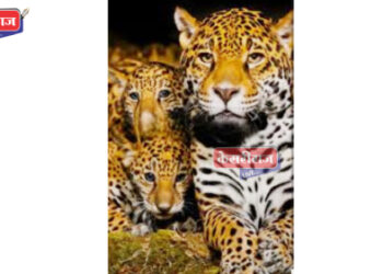 रावेर तालुक्यात कुसुंबा बुद्रुक गावाजवळ बिबट्यासह पिल्ले, शेतकऱ्यांमधे भीतीचे वातावरण