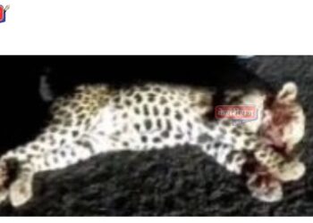 अज्ञात वाहनाच्या धडकेत बिबट्याचे पिल्लू जखमी