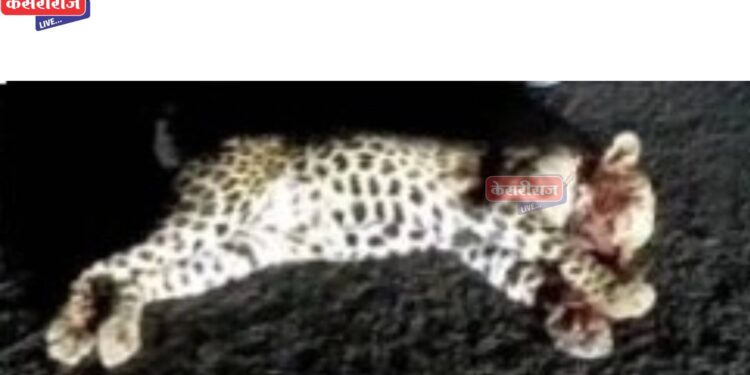 अज्ञात वाहनाच्या धडकेत बिबट्याचे पिल्लू जखमी