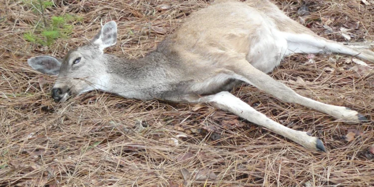 अमळनेर तालुक्यात तीन हरणांचा मृत्यू, एकाला वाचवण्यात यश