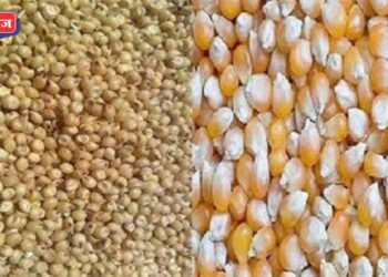 जळगाव जिल्ह्यात हरभरा, ज्वारी, मका आणि बाजरी खरेदीला सुरुवात