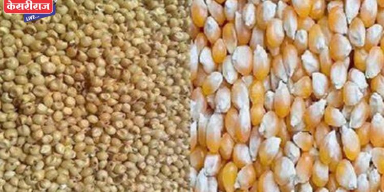 जळगाव जिल्ह्यात हरभरा, ज्वारी, मका आणि बाजरी खरेदीला सुरुवात