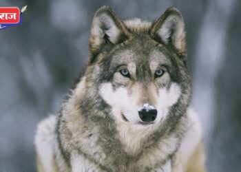 लांडग्याच्या हल्ल्यात केळी व्यापारी जखमी