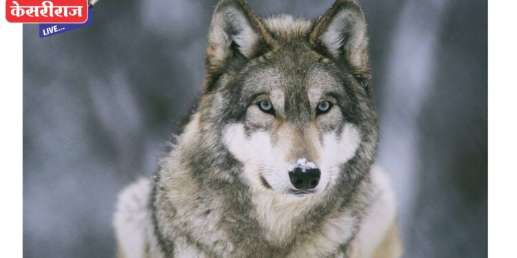 लांडग्याच्या हल्ल्यात केळी व्यापारी जखमी