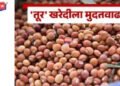 जळगाव जिल्ह्यात तुर खरेदीच्या ऑनलाईन नोंदणीसाठी मुदतवाढ