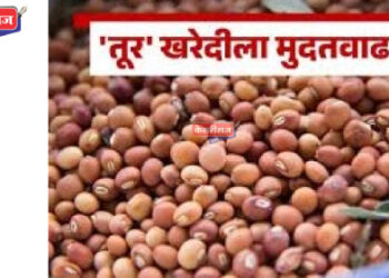 जळगाव जिल्ह्यात तुर खरेदीच्या ऑनलाईन नोंदणीसाठी मुदतवाढ