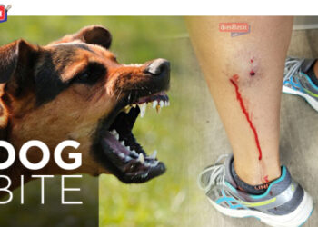 महिनाभरात पाळीव-भटक्या कुत्र्यांमुळे ७६० जणांनी तर मांजरामुळे ३४ जणांनी घेतले इंजेक्शन