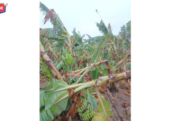 अवकाळी पाऊस, वादळामुळे चाळीसगाव तालुक्यात शेतकऱ्यांच्या मोठ्या प्रमाणात नुकसान 