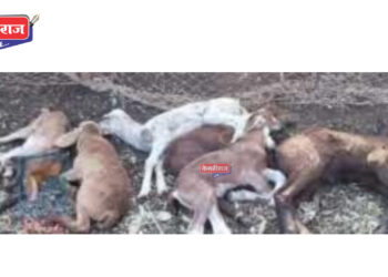 बकऱ्यांच्या कळपावर हिंस्र प्राण्याचा हल्ला, ११ बकऱ्या ठार