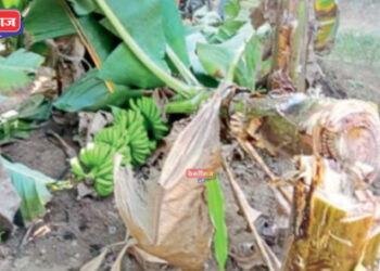 शेतकऱ्यांचे नुकसान : अज्ञातांनी फळांच्या बागा कापून फेकल्या !