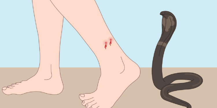 शेतातील घरात सर्पदंश झाल्याने १३ वर्षीय बालिकेचा उपचारदरम्यान मृत्यू !