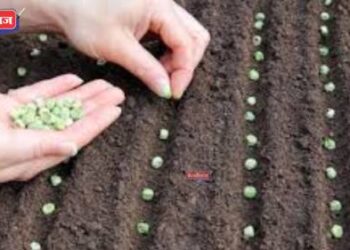 शेतकरी बांधवांनो, पेरण्यांची घाई नको..! १५ जून नंतरच मोसमी पाऊस