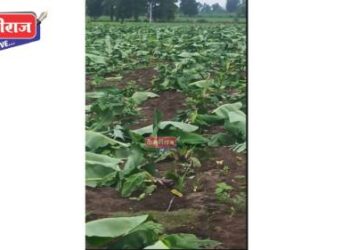 माथेफिरूंनी साडेतीन हजार केळीची खोडे रात्रीतून कापली