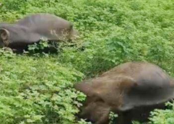 गवत चरताना उघड्या विजेच्या तारांना स्पर्श होऊन २ म्हशी शॉक लागून जागीच ठार !