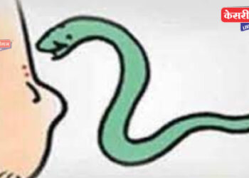 घरात जमीन सावरताना सर्पदंश झाल्याने महिलेचा दुर्दैवी मृत्यू