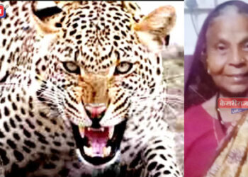 खळबळ, शेतात काम करणाऱ्या महिलेवर बिबट्याचा हल्ला, जागीच ठार !