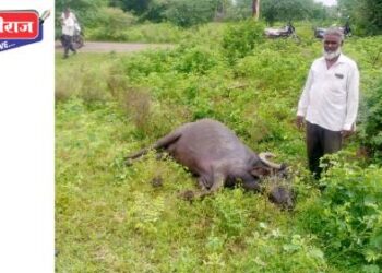 वीजताराला स्पर्श झाल्याने विजेच्या जबर धक्क्याने गाभण म्हशीचा दुर्दैवी मृत्यू