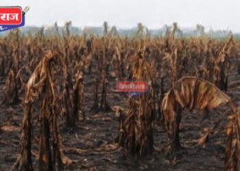 केळीच्या पिकात तणनाशक टाकल्याने केळीची हजारो खोडे जळाली, गुन्हा दाखल