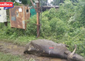 डीपीजवळ चरण्यास गेलेल्या म्हशीला विजेचा धक्का, जागीच ठार !