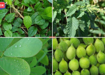 रानभाज्यांच्या खरेदीसाठी जळगावात रविवारी जिल्हास्तरीय महोत्सव