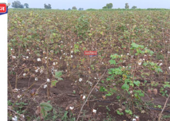 सततच्या पावसामुळे पिकांवर रोगांचे संकट, बळीराजा हवालदिल