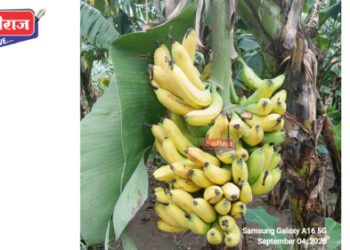 अतिवृष्टीमुळे केळी उत्पादकांवर दुहेरी संकट; उभ्या पिकाचे नुकसान, आर्थिक बजेट कोलमडण्याची भीती