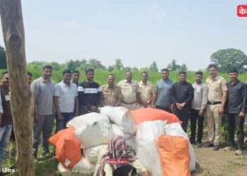 अबब, तुरीच्या झाडांमध्ये शेतकऱ्याने उगवला चक्क १७१ किलोचा गांजा !