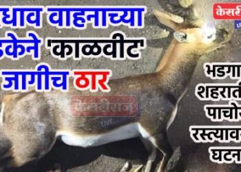 भरधाव वाहनाच्या धडकेने ‘काळवीट’ जागीच ठार 