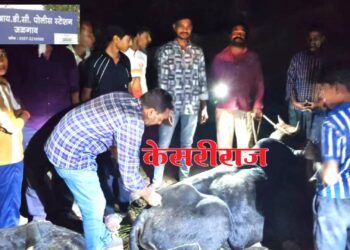 मध्यप्रदेशातून सिल्लोड येथे कत्तलीसाठी जाणारे कंटेनर पकडले !