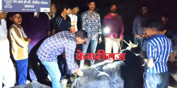 मध्यप्रदेशातून सिल्लोड येथे कत्तलीसाठी जाणारे कंटेनर पकडले !