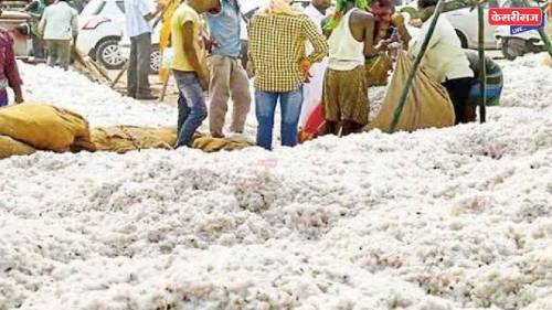 सीसीआयने हेक्टरी ३० क्विंटलप्रमाणे कापूस खरेदी करावा