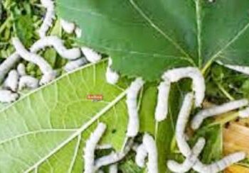 तुती बीजकोष, टसर रेशीम खरेदीसाठी ९४ लाखांचा निधी मंजूर