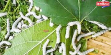 तुती बीजकोष, टसर रेशीम खरेदीसाठी ९४ लाखांचा निधी मंजूर