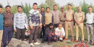 शेतकऱ्याकडून १ बिघा क्षेत्रात गांजाची शेती, कारवाईत झाली उध्वस्त