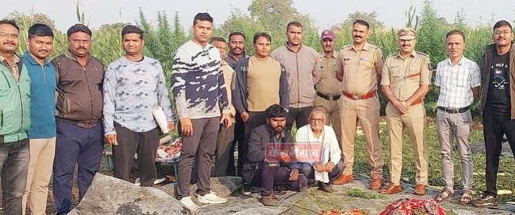 शेतकऱ्याकडून १ बिघा क्षेत्रात गांजाची शेती, कारवाईत झाली उध्वस्त