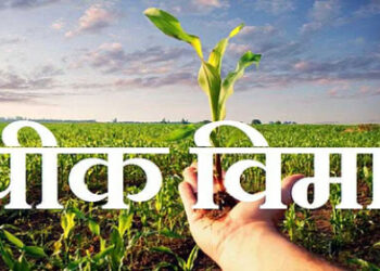 जळगावात केळी पीक विम्याचा ४४ हजार हेक्टरचा ‘घोटाळा आला समोर