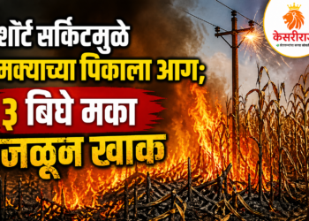 शॉर्ट सर्किटमुळे मक्याच्या पिकाला आग; ३ बिघे मका जळून खाक