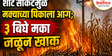 शॉर्ट सर्किटमुळे मक्याच्या पिकाला आग; ३ बिघे मका जळून खाक
