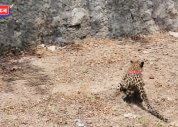 मुक्ताईनगर शहरात बिबट्याचा शिरकाव, शासकीय विश्रामगृह परिसरात नागरिकांची उडाली धावपळ