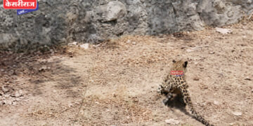 मुक्ताईनगर शहरात बिबट्याचा शिरकाव, शासकीय विश्रामगृह परिसरात नागरिकांची उडाली धावपळ