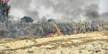 शॉर्ट सर्किटमुळे लागलेल्या आगीत २ एकर मका भस्मसात