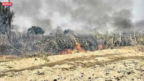 शॉर्ट सर्किटमुळे लागलेल्या आगीत २ एकर मका भस्मसात