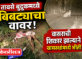 तावसे बुद्रुकमध्ये बिबट्याचा वावर; वासराची शिकार झाल्याने ग्रामस्थांमध्ये भीती