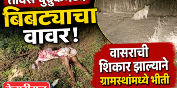 तावसे बुद्रुकमध्ये बिबट्याचा वावर; वासराची शिकार झाल्याने ग्रामस्थांमध्ये भीती