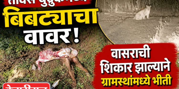 तावसे बुद्रुकमध्ये बिबट्याचा वावर; वासराची शिकार झाल्याने ग्रामस्थांमध्ये भीती