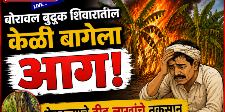 बोरावल बुद्रुक शिवारातील केळी बागेला आग; शेतकऱ्याचे दीड लाखांचे नुकसान