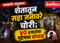 अमळनेर तालुक्यात शेतातून सहा जनावरे चोरी; ४० हजारांचा मुद्देमाल लंपास