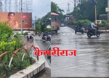 स्वातंत्र्य चौकातील अस्ताव्यस्त वाढलेली झाडे ठरताहेत अपघाताचा सापळा