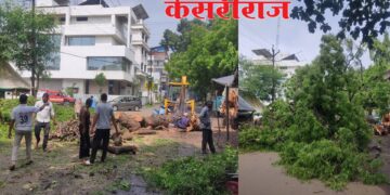 आर. आर. शाळेजवळ रात्री कोसळलेले निंबाचे झाड हटवले